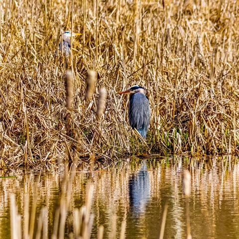 Blue-Heron-Nature-Reserve