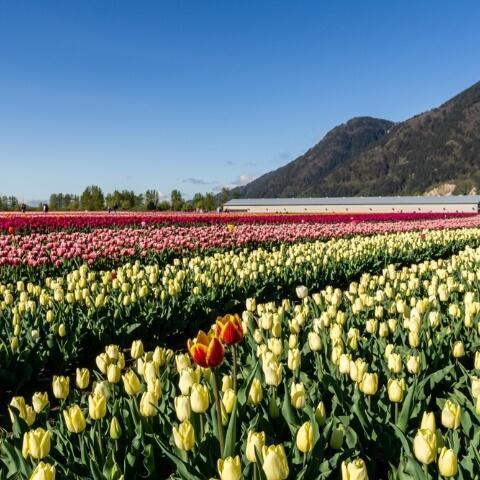 tulipfestival